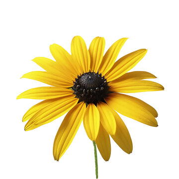 A Black-Eyed Susan on a white background