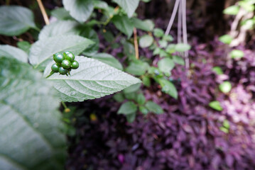 Unripe, green berries on a bushy purple leaves