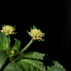 small flower and its leaves with dark background