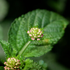 small flower and its leaves with dark background