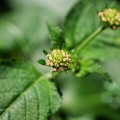 small flower and its leaves with dark background