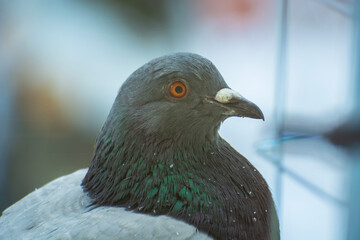 Close-up of a pigeon's head, January view