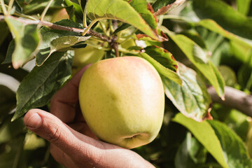 Culture de pommiers et ramassage de pommes bio dans les Alpes