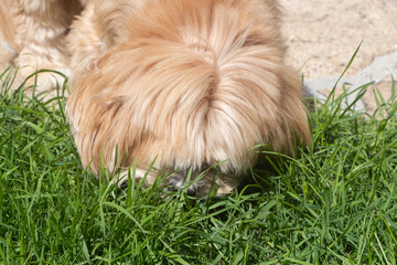 Lhasa Apso dog eating grass in a garden to purge its stomach - 745123933