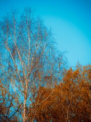 autumn trees in the park