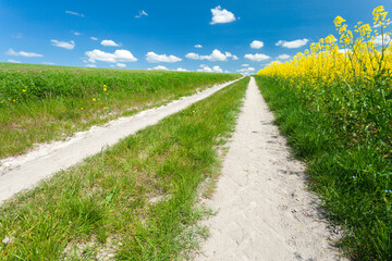 A dirt road next to a yellow rapeseed field and white clouds on the blue sky