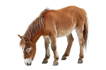 Cute pony with its head down isolated on white or transparent background, png clipart, design element. Easy to place on any other background.
