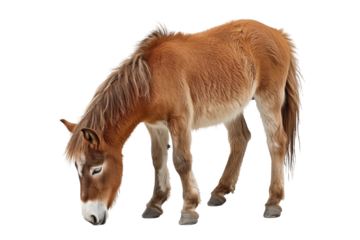 Cute pony with its head down isolated on white or transparent background, png clipart, design element. Easy to place on any other background.