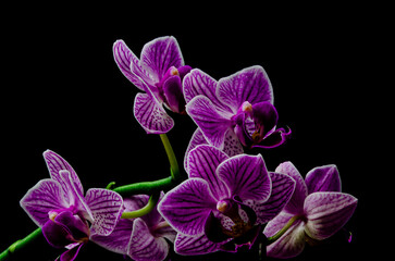 Fototapeta na wymiar Rosa Orchidee auf schwarzem Hintergrund