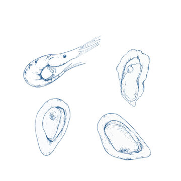 Hand drawn ink seafood graphics. Vector graphics of shrip ,shells and mussels illlustrations in line art style for restaurant, cafe, memu,packing design
