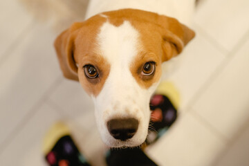 A brown and white scent hound dog, wearing socks and a collar, with whiskers, is looking at the camera. This companion dog belongs to the ancient dog breeds and is a terrestrial working animal