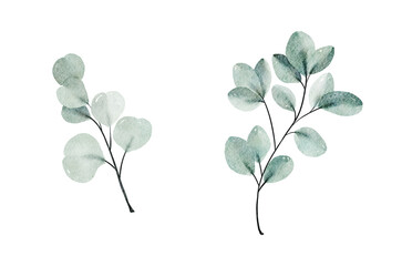 Obraz premium Watercolor floral illustration set - green leaf eucalyptus branches collection, for wedding stationary, greetings, wallpapers, fashion, background. Eucalyptus, olive, green leaves,