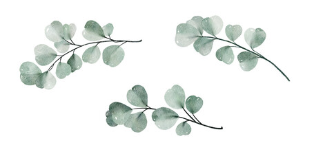 Watercolor floral illustration set - green leaf eucalyptus branches collection, for wedding stationary, greetings, wallpapers, fashion, background. Eucalyptus, olive, green leaves, - obrazy, fototapety, plakaty