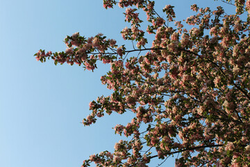 Blooming apple tree on blue sky background. Branches with pink flowers and buds. Spring background