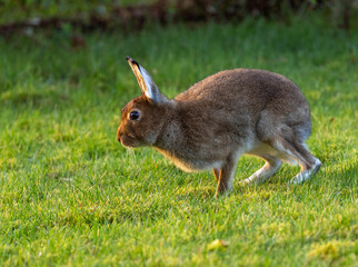 Irish hare    lepus timidus hibernicus