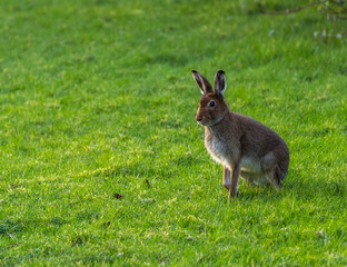  Irish hare    lepus timidus hibernicus