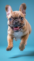 A playful brown and white French Bulldog dog joyfully jumps up into the air.