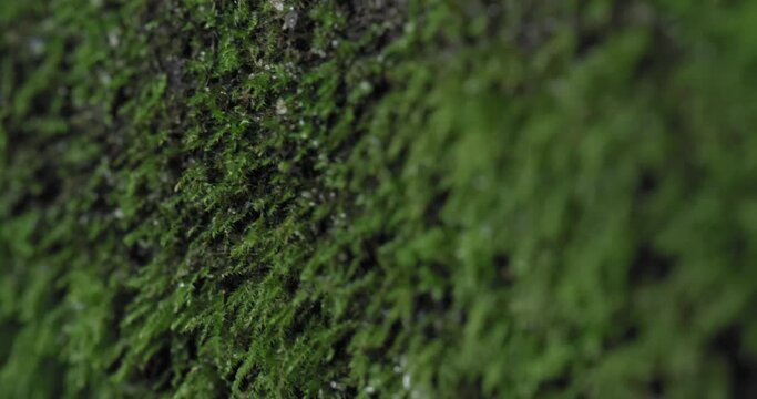 Macro shot of green moss on a log