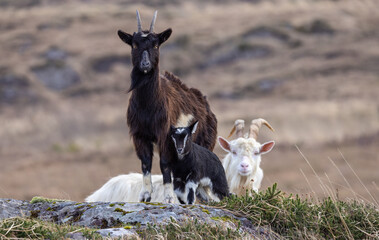 Feral goat in Irish mountains   Capra aegagrus hircus