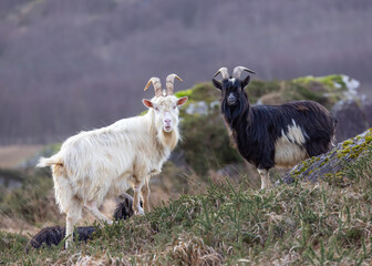 Feral goat in Irish mountains   Capra aegagrus hircus