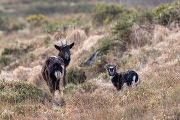 Feral goat in Irish mountains   Capra aegagrus hircus