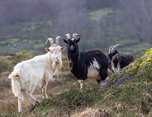 Feral goat in Irish mountains   Capra aegagrus hircus