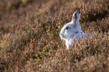 Mountan hare    Lepidus timidus