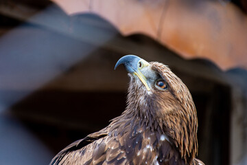 Close-up of a red-tailed hawk.