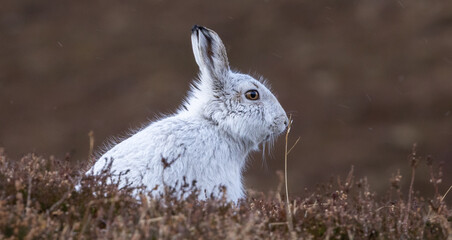 Mountan hare    Lepidus timidus