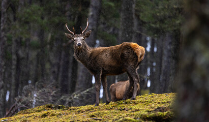 Red deer stag    Cervus elaphus