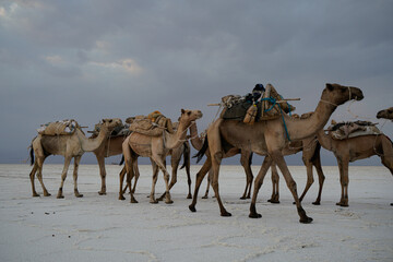 Cammelli portatori di sale sul lago salato in Etiopia