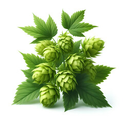 hop herb isolated on white background