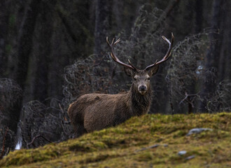 Red deer stag    Cervus elaphus