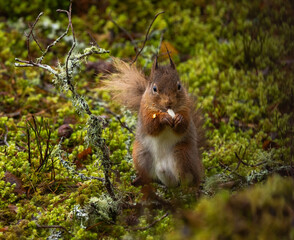 Red Squirrel     Sciurus vulgaris