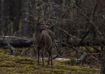 Red deer stag    Cervus elaphus
