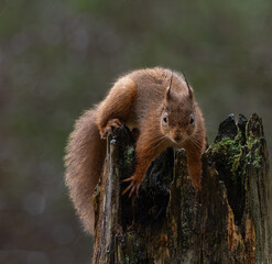 Red Squirrel     Sciurus vulgaris