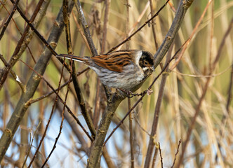 Reed bunting (male)  Emberiza schoeniclus