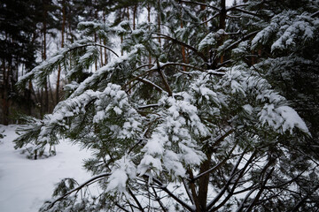 Green fir tree in winter park background