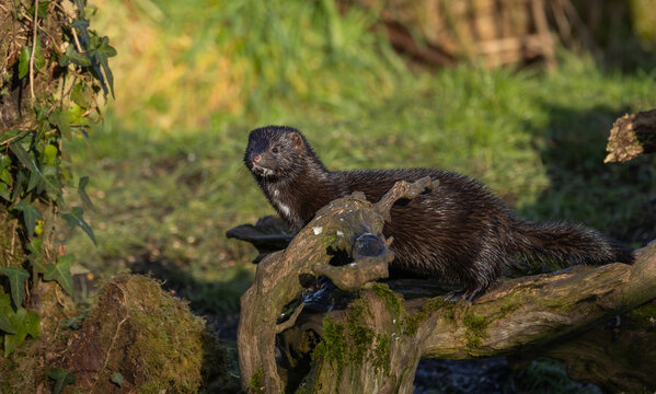 American mink  Neogale vison