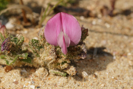 Closeup on the pink flower of the rare Common Restharrow flower, Ononis repens at the Belgian coast