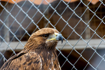 Close-up of a red-tailed hawk in a cage.