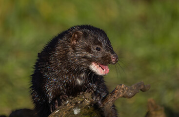 American mink  Neogale vison