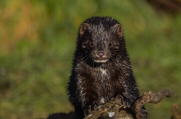 American mink  Neogale vison