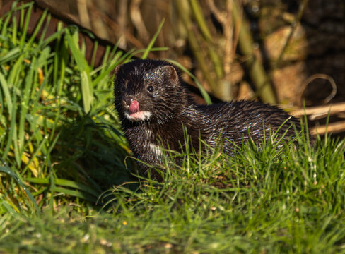 American mink  Neogale vison