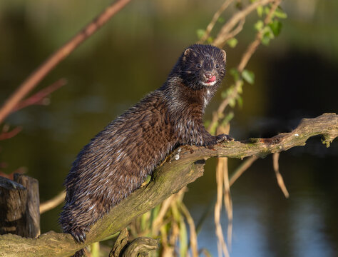 American mink  Neogale vison