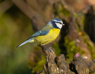 Blue tit cyanistes caeruleus