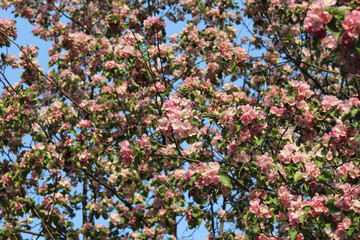 Branches of blooming apple tree on blue sky background. Bright pink flowers and buds. Spring background