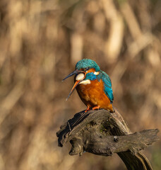 Common kingfisher  Alcedo atthis