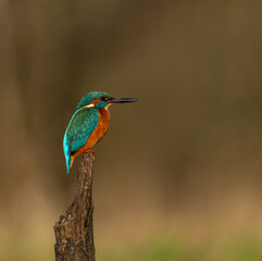 Common kingfisher  Alcedo atthis