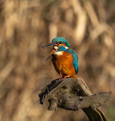 Common kingfisher  Alcedo atthis